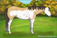 Horse Color:Buckskin Splash Frame 