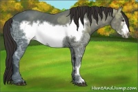 Horse Color:Liver Chestnut Ice Frame 