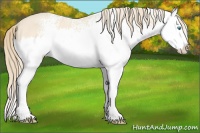 Horse Color:White Spotted Perlino Splash 