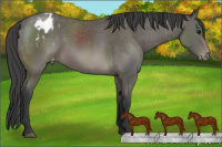 Horse Color:Brown Blanket Rabicano 