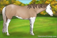 Horse Color:Black Pearl Splash 