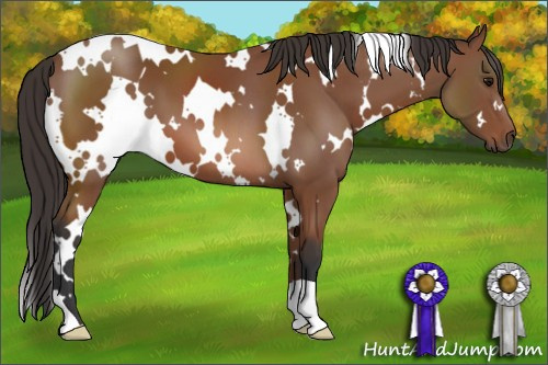 Horse Color: White Spotted Bay 