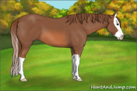 Horse Color:Chestnut Splash