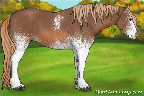 Horse Color: White Spotted Chestnut 