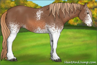 Horse Color:White Spotted Chestnut 