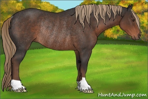 Horse Color: Liver Chestnut Rabicano 