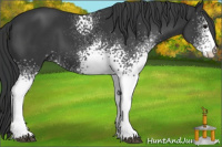 Horse Color:White Spotted Brown 