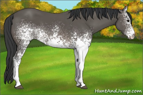 Horse Color: White Spotted Black 