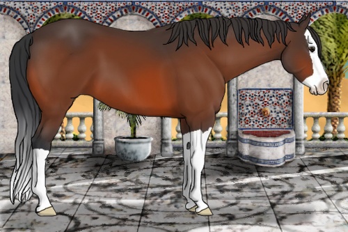 Horse Color: Bay Splash 