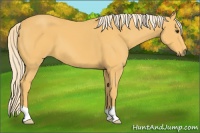 Horse Color:Palomino 
