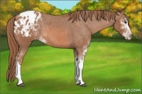 Horse Color:Liver Chestnut Sabino Appaloosa 