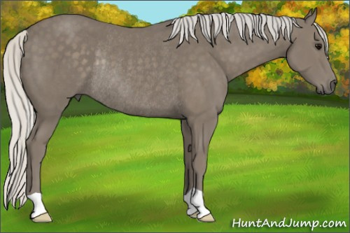 Horse Color: Silver Smoky Black Rabicano 