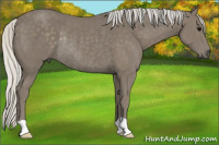 Horse Color:Silver Smoky Black Rabicano
