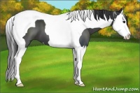 Horse Color:Black Splash Tobiano 