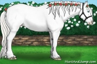 Horse Color:White Spotted Palomino Pearl Splash Near Leopard