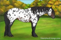 Horse Color:Brown Appaloosa