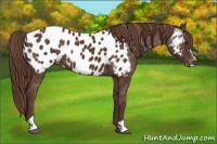 Horse Color:Liver Chestnut Sabino Near Leopard Rabicano 