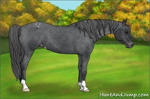 Horse Color: Black Blanket 