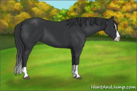 Horse Color:Black Splash