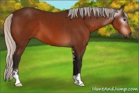 Horse Color:Gray Silver Bay Sabino