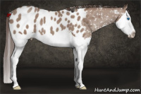 Horse Color:Sable Champagne Splash Appaloosa 