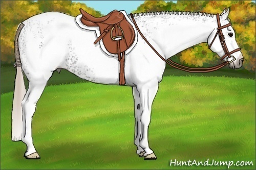 Horse Color:Gray White Spotted Silver Black 