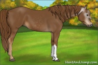 Horse Color:Gray Chestnut 