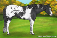 Horse Color:Brown Splash Tobiano Frame Appaloosa