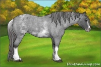 Horse Color:White Spotted Blue Roan Splash Frame Appaloosa 