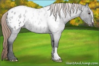 Horse Color:Liver Red Roan Appaloosa 