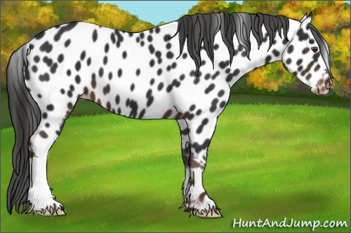 Horse Color:Liver Chestnut Appaloosa