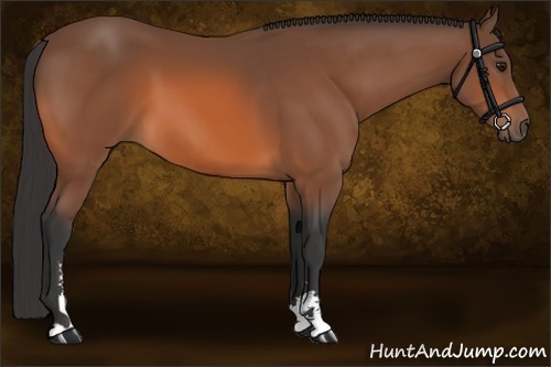 Horse Color:Bay Sabino