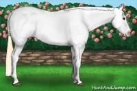 Horse Color:Buckskin Blanket 