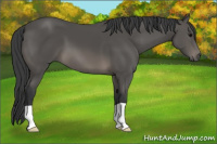 Horse Color:Black 