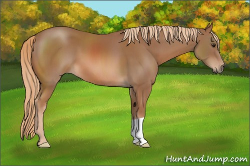 Horse Color: Chestnut 