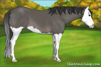 Horse Color:Black Splash