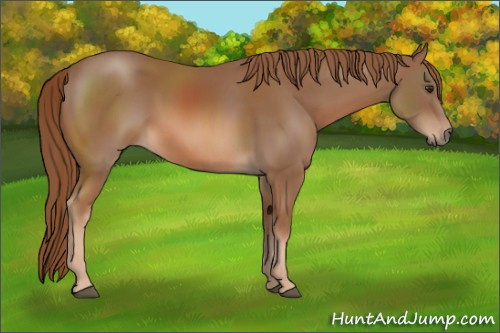 Horse Color: Chestnut 