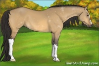 Horse Color:Buckskin Dun 