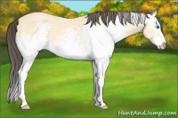 Horse Color:White Spotted Amber Cream Champagne Splash 
