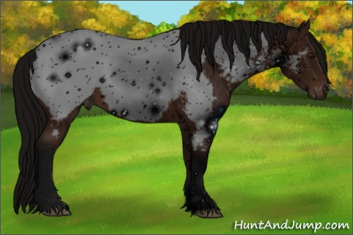 Horse Color: ERROR: UNKNOWN ANOMALY