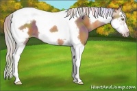 Horse Color:Gray Nacre Silver Amber Champagne Splash Tobiano Frame 