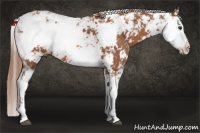 Horse Color:Liver Chestnut Sabino