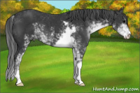 Horse Color:Brown Sabino