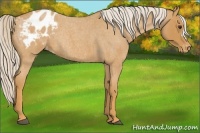 Horse Color:Palomino Roan Appaloosa Rabicano 