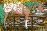 Horse Color:Watercolor Bay Near Leopard 