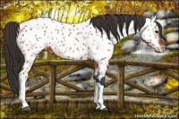 Horse Color:Bay Appaloosa 