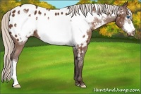 Horse Color:Silver Buckskin Frame Appaloosa 