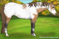 Horse Color:Buckskin Frame Appaloosa 