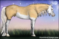 Horse Color:Palomino Splash Rabicano