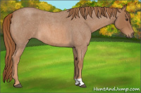 Horse Color:Red Roan 
